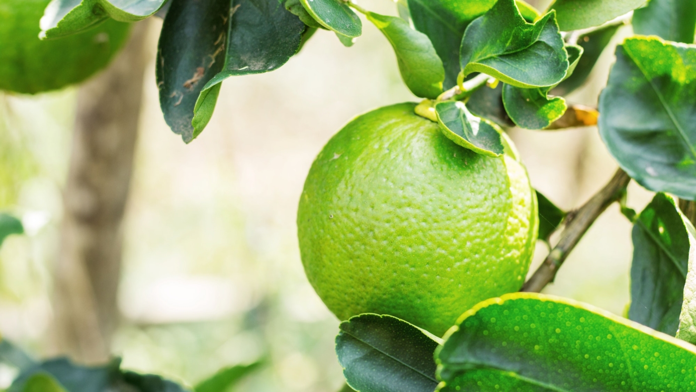 Lemon in the farm-61000-2-protected
