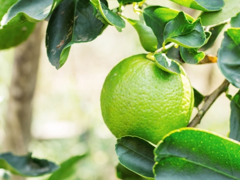 Lemon in the farm-61000-2-protected